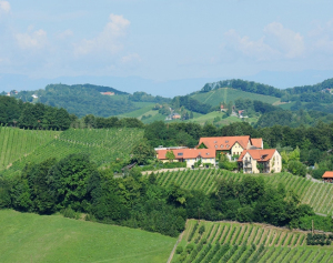 In mitten der Weinberge - Sattlerhof